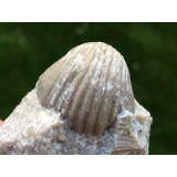 Sieberella sieberi